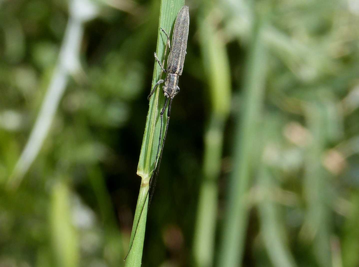 Calamobius filum